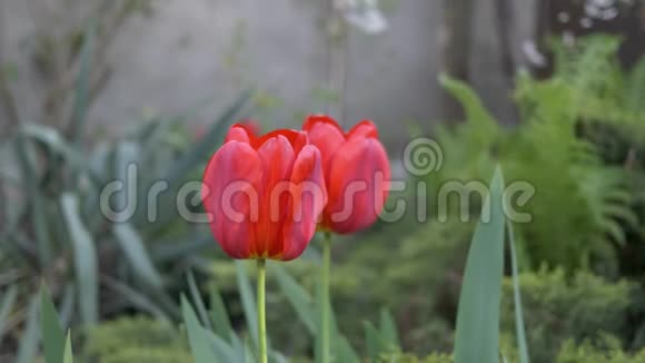 花园里的红色郁金香视频的预览图