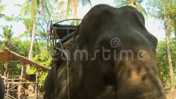有马鞍的大象视频的预览图