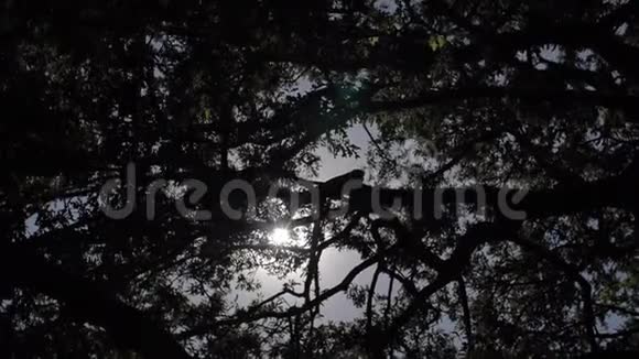 天空和树木视频的预览图