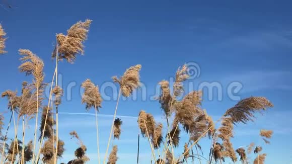 牙刷在风中摆动视频的预览图