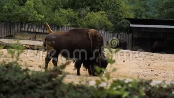 美国野牛在一个毛视频的预览图