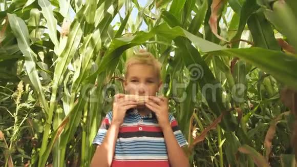在玉米地吃玉米的男孩视频的预览图