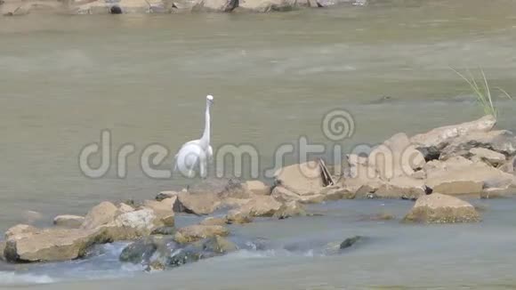 湿地里的大白鹭视频的预览图