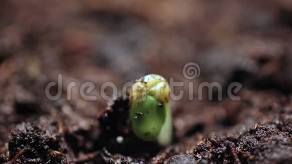 生长在短时间内的植物发芽种子进化概念新生命周期视频的预览图