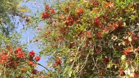 罗希达树和美丽的橙色花朵视频的预览图