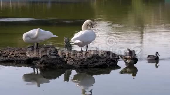 池塘岩石上的天鹅和鸭子视频的预览图