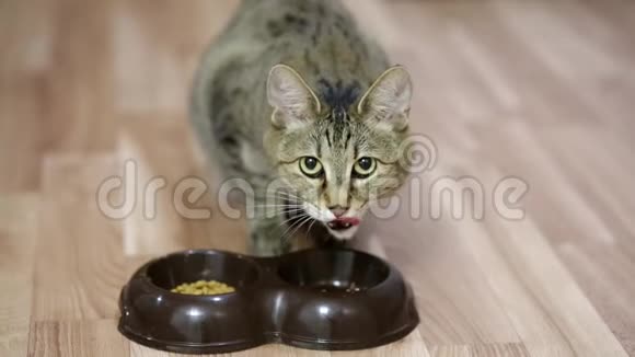 猫在盘子里吃食物视频的预览图