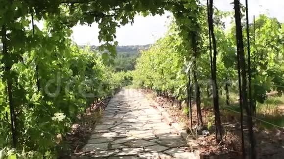夏季穿过葡萄园景观的石径视频的预览图