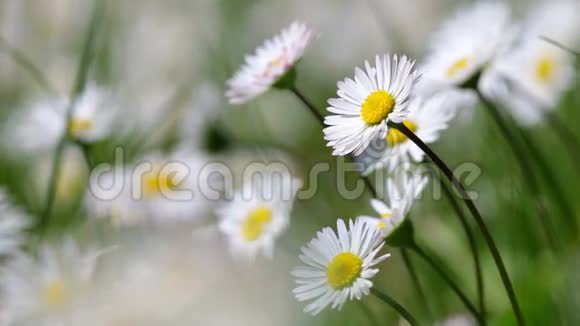 美丽的白色雏菊在夏天生长视频的预览图