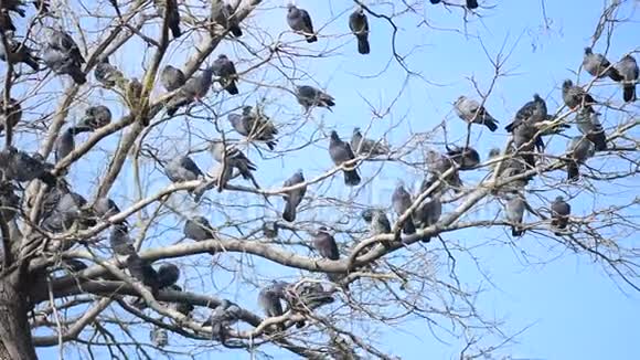 一群鸽子在树上视频的预览图