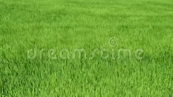 波的绿色稻田视频的预览图