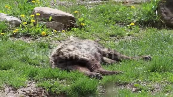 有斑点的鬣狗在放松视频的预览图