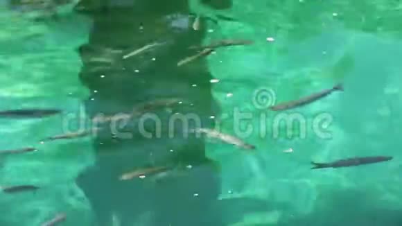 一群鱼在清澈的水里视频的预览图