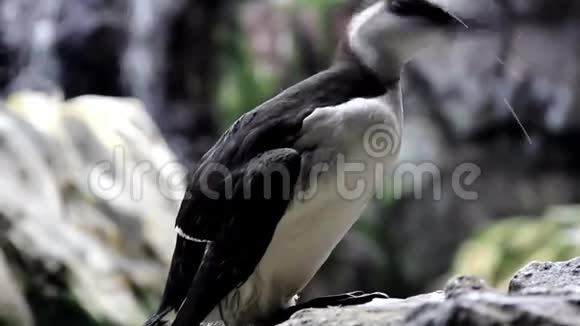 黑白鸟Murre视频的预览图