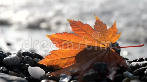海岸上的秋叶视频的预览图
