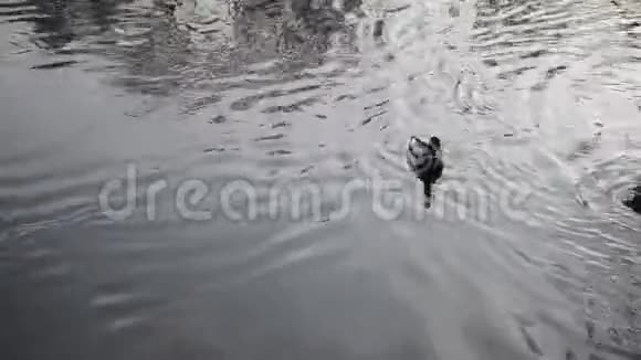 一只鸭子和一只鸭子游河视频的预览图