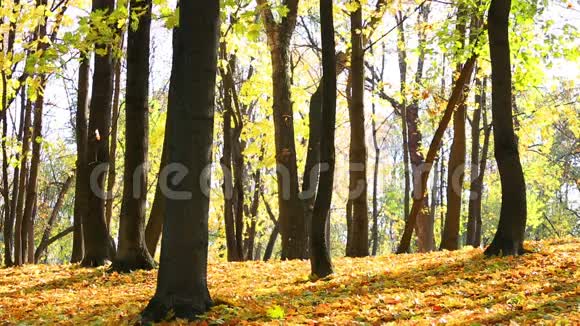 秋天公园的落叶视频的预览图