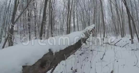 长雪树树干视频的预览图