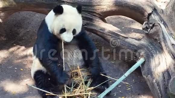 吃熊猫动物视频的预览图