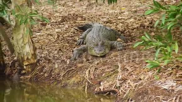 一只鳄鱼在陆地上视频的预览图