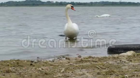 天鹅在水上行走视频的预览图