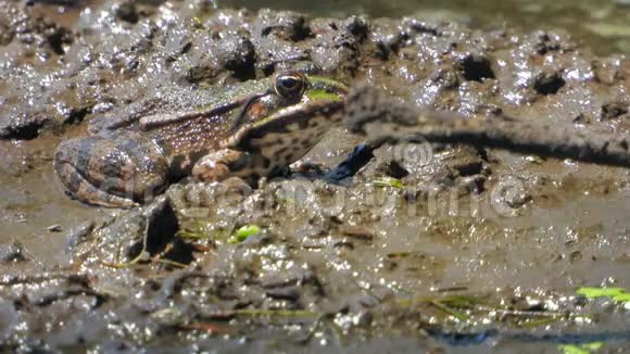沼泽中蚂蚁和苍蝇之间的青蛙视频的预览图