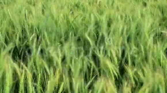 绿色的麦穗视频的预览图