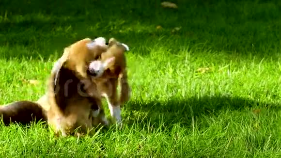 公园里快乐的小猎犬慢动作视频的预览图