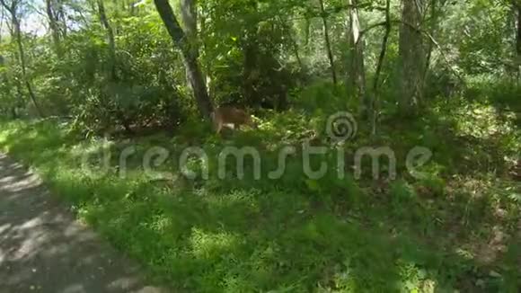 鹿在树林里觅食视频的预览图