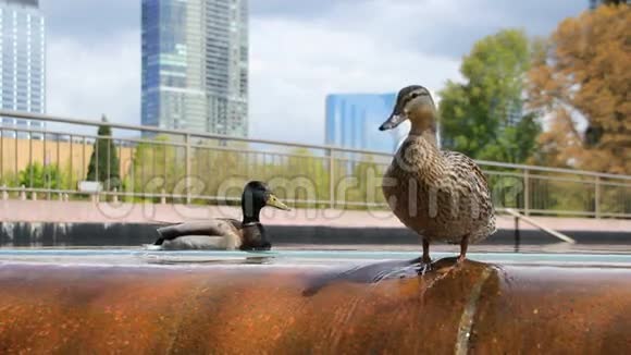城市喷泉鸭子视频的预览图