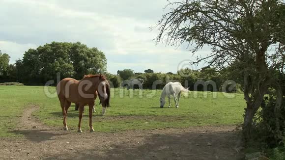 五匹马在田里视频的预览图