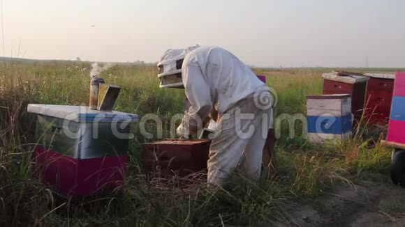 养蜂人正在检查蜜蜂打开蜂巢视频的预览图
