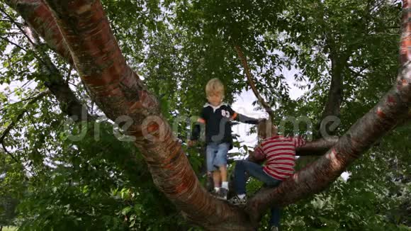 男孩爬在树上视频的预览图