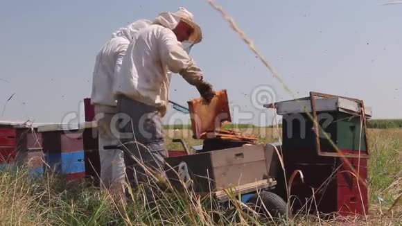 两个养蜂人养蜂人正在收获蜂蜜古董视频的预览图