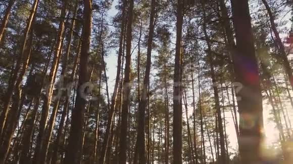 松林处的阳光视频的预览图