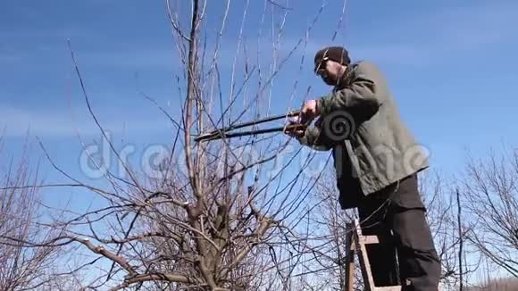 园丁在果园里剪枝用剪枝修剪果树视频的预览图