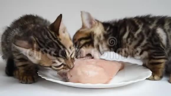小猫吃肉视频的预览图