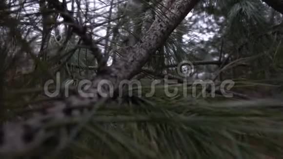 针叶树的分支视频的预览图