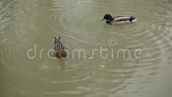 鸭子在公园的湖上游泳视频的预览图