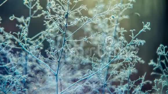 霜冻干植物时间流逝录像视频的预览图