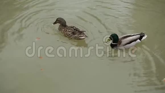 鸭子在公园的湖上游泳视频的预览图