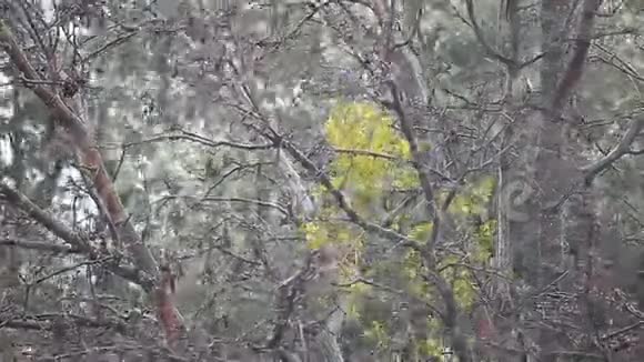 暴雨期间的树木视频的预览图