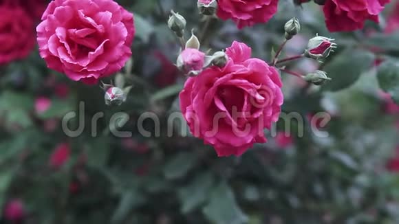 美丽的粉红色玫瑰视频的预览图