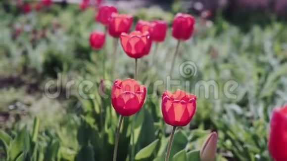 美丽的红色郁金香视频的预览图