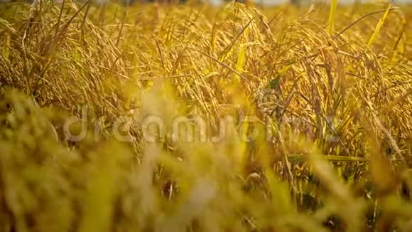 关闭黄色水稻植株视频的预览图
