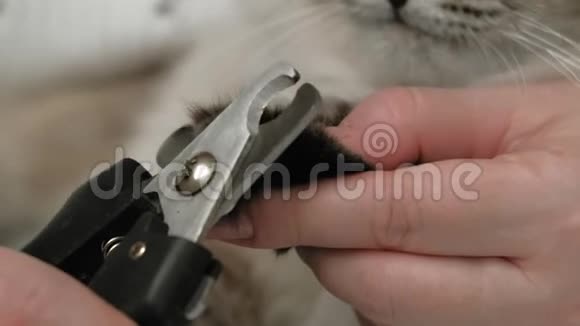 宠物护理割掉爪子视频的预览图