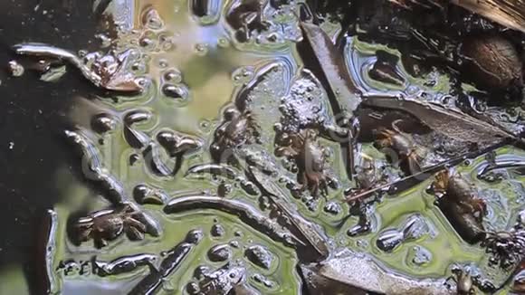泥里的螃蟹视频的预览图