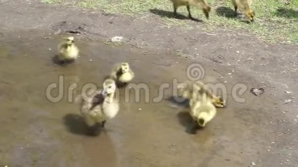 加拿大鹅和它的孩子在春天视频的预览图