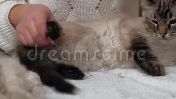 猫毛护理宠物护理视频的预览图