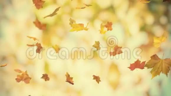 秋天的背景视频的预览图